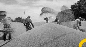 sufficient-stock-of-wheat-in-india-action-will-be-taken-against-hoarders-food-secretary