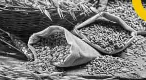 india-says-it-is-unfair-to-blame-wheat-inflation-on-export-curbs