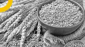 egypt-will-taste-the-wheat-of-india