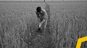 4-lakh-hectares-under-natural-farming-now--narendra-tomar