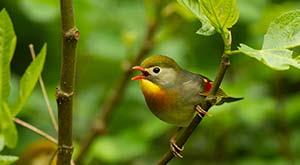 powerful-resons-to-love-birds