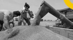 india-may-get-exemption-for-export-food-grains-public-stock