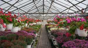 steps-to-grow-the-nursery-plnts-fster-nd-helthy