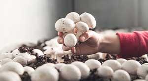 Grow Mushrooms at Home and Start a Sustainable Business