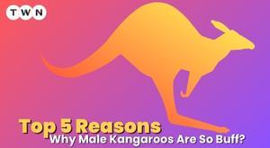 5-reasons-why-male-kangaroos-are-so-buff