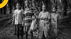 tribes-are-losing-millions-of-dollars-due-to-palm-oil-companies