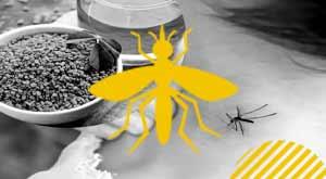 increased-risk-of-dengue-drink-solution-as-soon-as-you-get-indication-these-5-leaves