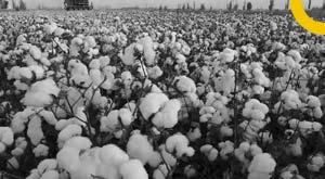 cotton-import-duty-exemption-extended-until-october-31