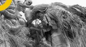 center-has-decided-remove-the-price-limit-raw-jute