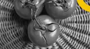 tomatoes-are-transforming-the-lives-of-himachal-farmers-in-solan--sirmaur--and-kullu