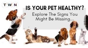Is Your Pet Healthy? Signs You Might Be Missing