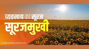 business-sun-sunflower