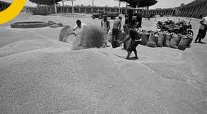 us-hopes-india-would--reconsider--its-decision-to-restrict-wheat-exports