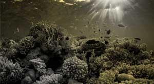 great-barrier-reef-is-in-danger