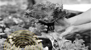 with-this-technology-pebbles-or-water-will-be-cultivated