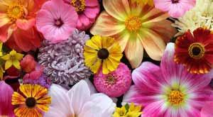 seven-mysterious-flowers-around-the-world