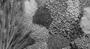 government-will-do-branding-of-coarse-cereals-in-the-global-market