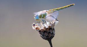 climate-change-cause-for-loss-of-dragonflies
