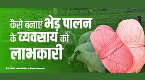 make-sheep-farming-business-profitable