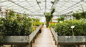 think-green-think-global-think-with-niche