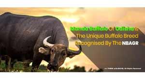 the-manda-buffalo-of-odisha-is-the-unique-buffalo-breed-recognised-by-the-nbagr