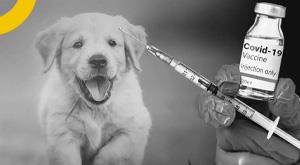 anocovax-corona-vaccine-launched-for-animals