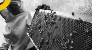 honey-testing-laboratories-inaugurated-in-five-states