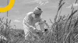 government-banned-the-export-of-wheat