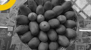 mango-production-affected-in-up