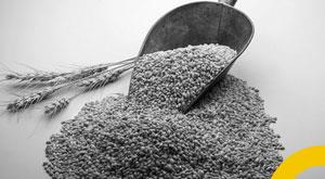 wheat-prices-rise-in-the-global-market-due-to-ban-on-india-s-exports