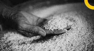 inflation-will-take-wings-rice-prices-may-increase-due-to-less-production