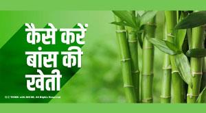 how-to-cultivate-bamboo