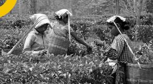 tea-exports-likely-to-decline-due-russ-ukraine-war