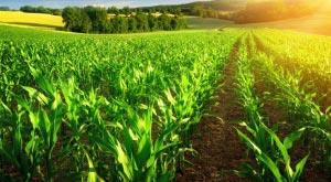 business-avenues-related-to-organic-farming