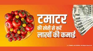 earn-lakhs-from-tomato-cultivation