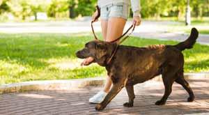 5-steps-to-open-a-dog-walking-business