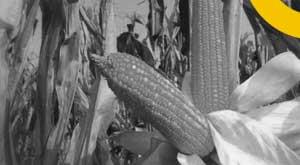 now-the-government-will-promote-maize-cultivation