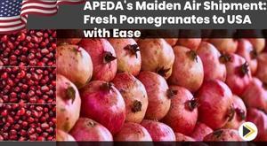 apeda-s-maiden-air-shipment-fresh-pomegranates-to-usa-with-ease
