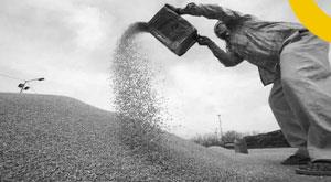 ban-on-export-of-wheat-will-not-be-lifted-yet-goyal