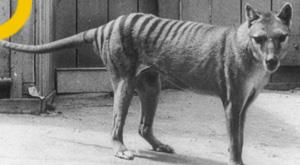 scientists-seek-to-save-the-tasmanian-tiger-a-marsupial-from-extinction