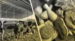 is-diry-or-met-worse-for-the-environment