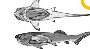 world-s-oldest-heart-discovered-in-a-prehistoric-fish