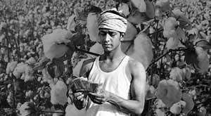 cotton-prices-at-record-high-farmers-benefit