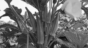 do-this-farming-there-is-more-profit-in-less-cost