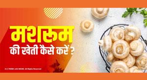 how-to-cultivate-mushrooms