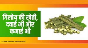 giloy-farming-used-as-medicine-and-also-for-earning