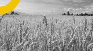 india-bans-wheat-exports