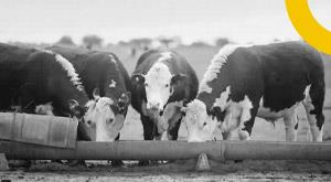 startups-hi-tech-solutions-livestock-sector