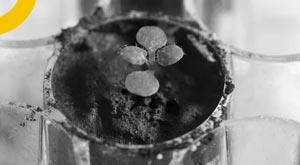 plants-grown-for-the-first-time-in-the-soil-brought-from-the-moon