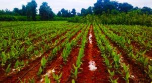 how-to-make-food-production-more-sustainable